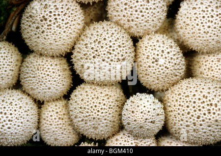 Vesse-de-commune / warted / vesse-de-gem vesse-cloutés / devil's snuff-box (Lycoperdon perlatum / Lycoperdon gemmatum) Banque D'Images