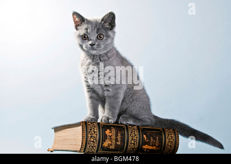 British Shorthair chaton assis sur un livre Banque D'Images