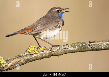 Gorgebleue à miroir (Luscinia svecica) chantant d'une direction générale dans des milieux humides Banque D'Images