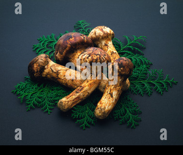 Les champignons matsutake Banque D'Images