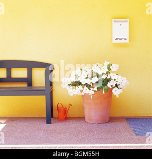 Fleurs blanches dans un pot sur une terrasse Banque D'Images