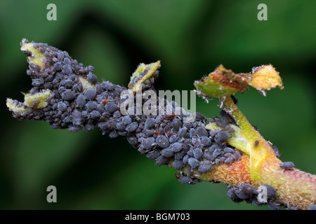 Les pucerons (Aphidoidea sp.) sur hedera (Hedera helix), Belgique Banque D'Images