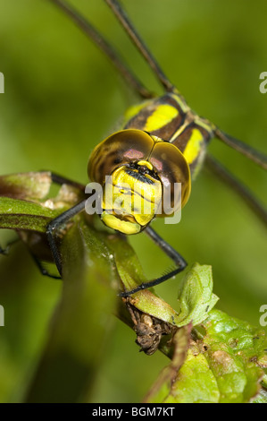 Le sud de femelle (Aeshna cyanea) Hawker Banque D'Images