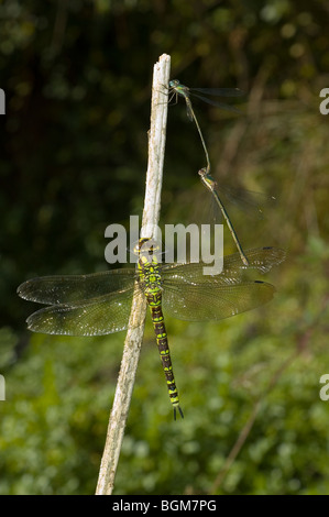 Sud femelle Aeshna cyanea (Hawker) perché près d'une paire de western willow spreadwing (Lestes viridis) l'accouplement. Banque D'Images