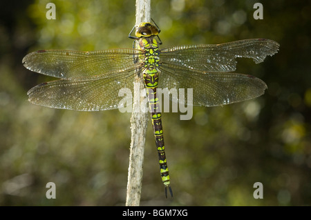 Le sud de femelle (Aeshna cyanea) Hawker Banque D'Images