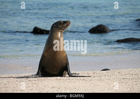 Otaries des Galapagos / lion de mer Galapagos (Zalophus wollebaeki) sur la plage, l'île d'Espanola, Îles Galápagos, Équateur Banque D'Images