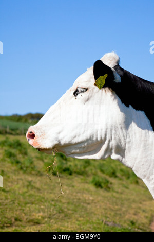 British Friesian Cow, South Hams, Devon, Angleterre, Royaume-Uni Banque D'Images