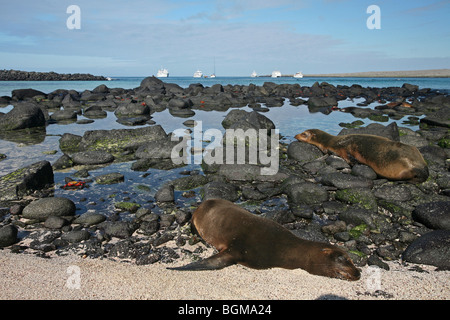 Otaries des Galapagos / Galápagos (Zalophus wollebaeki) sur la plage, l'île d'Espanola, Îles Galápagos, Équateur Banque D'Images