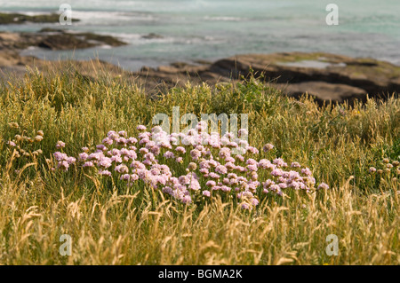 L'économie de la mer (rose) (Armeria maritima) qui poussent à l'état sauvage sur le haut d'une falaise en Cornouailles du Nord Banque D'Images