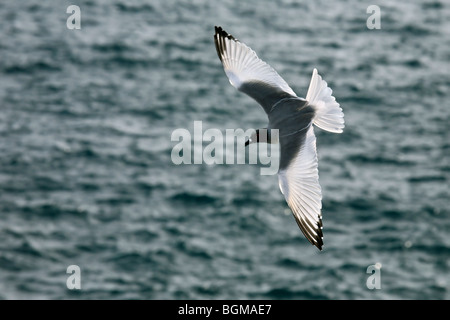 Swallow-tailed gull (Creagrus furcatus / Larus furcatus) en vol au dessus de la mer, îles Galápagos Banque D'Images