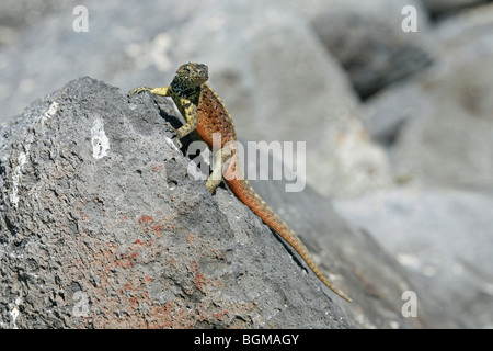 Española lava lizard (lézard de lave Hotte / Microlophus delanonis / Tropidurus delanonis) mâle, Espanola Island, Îles Galápagos Banque D'Images