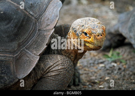 Tortue géante des Galapagos (Geochelone elephantopus / Chelonoidis nigra) dans la gare de Darwin, l'île de Santa Cruz, Galapagos Banque D'Images