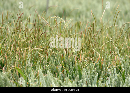 L'herbe noire Alopecurus myosuroides croissant dans le blé Banque D'Images