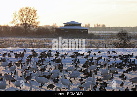 Les cygnes chanteurs (Cygnus cygnus sur glace congelée à Martin simple WWT, Lancashire UK Banque D'Images