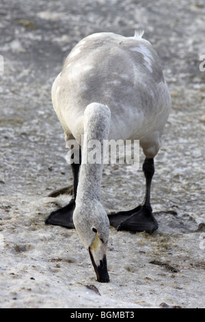 Cygnet Cygne chanteur Cygnus cygnus se nourrissant dans la glace à Martin simple WWT, Lancashire UK Banque D'Images