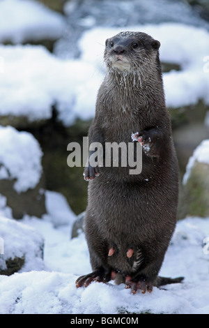 Oriental femelle Loutre cendrées Aonyx cinerea 'Thai' dans la neige prise à Martin simple WWT, Lancashire UK Banque D'Images