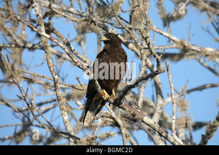 Îles Galápagos (Buteo galapagoensis) perché dans l'arbre, sur l'île Santiago, Puerto Egas / l'île de San Salvador, les îles Galápagos Banque D'Images