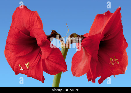 Fleurs Amaryllis Red Lion Banque D'Images