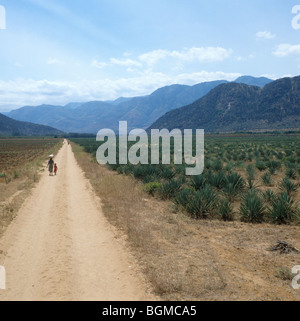 Vue d'une jeune plantation de sisal avec des gens qui marchent sur la route de poussière, Tanzanie Banque D'Images