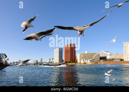 Vol de mouettes sur la rivière Sumida près de Kachidoki Bridge. Pont Kachidoki, Tsukishima, Chuo-ku, Tokyo, Japon Banque D'Images