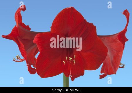 Fleurs Amaryllis Red Lion Banque D'Images