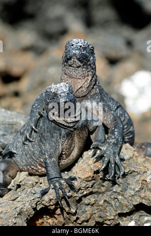 Deux iguanes marins (Amblyrhynchus cristatus) sur la roche le long de la côte, l'île Isabela, Îles Galápagos, Equateur, Amérique Latine Banque D'Images