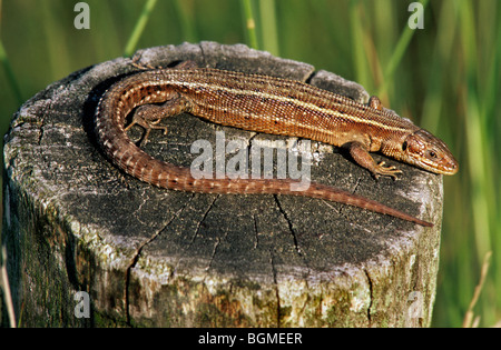 Le lézard vivipare (Zootoca / common lizard Lacerta vivipara vivipara / soleil) sur le dessus du poteau de clôture en bois Banque D'Images