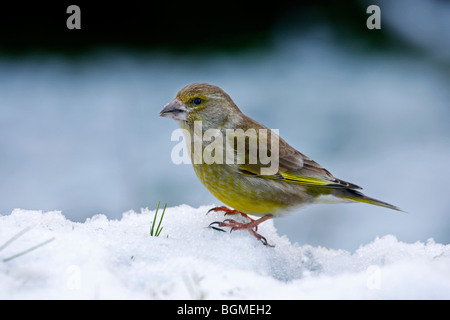 Verdier (Carduelis chloris) dans la neige, Belgique Banque D'Images