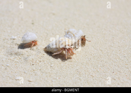 L'ermite de famille à la plage, îles Maldives Banque D'Images