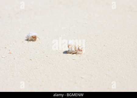 L'ermite de famille à la plage, îles Maldives Banque D'Images