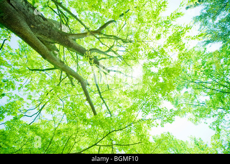 Sun shining through tree canopy Otsu Préfecture de Shiga au Japon Banque D'Images