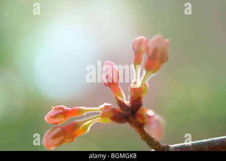 Close-up up boutons de fleurs sur un arbre de la cerise Banque D'Images