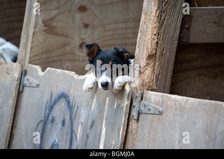 Chiot Border Collie à au-dessus d'une porte Banque D'Images