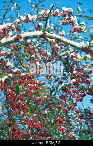 Cotoneaster avec fruits rouges en neige hiver England UK Banque D'Images