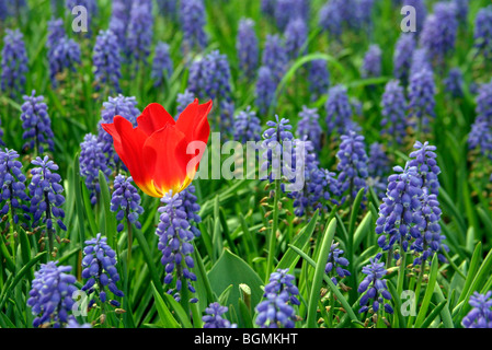 Red Tulip (Tulipa sp.) parmi les muscaris (Muscari botryoides) en Hollande, Pays-Bas Banque D'Images