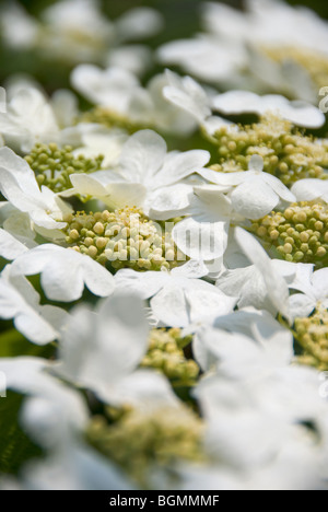 Photo en gros plan de fleurs Hydrangea paniculata Banque D'Images