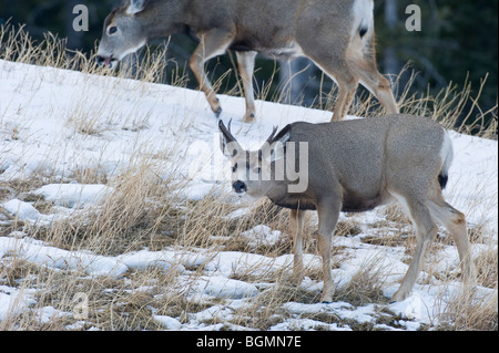 Une mule deer buck de nourriture le long d'une colline couverte de neige Banque D'Images