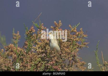 Olivaceous Warbler Hippolais pallida perché en bush le long de la rivière East, Lesbos, Samos, Grèce en avril. Banque D'Images