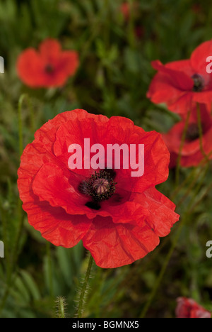 Coquelicot dans un champ près de Wylye Wiltshire prise en Juin Banque D'Images