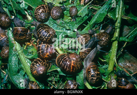 Jardin commun, ou des escargots (Helix aspersa : Helicidae) groupe sur un tas de compost dans un jardin de nuit allaitement UK Banque D'Images