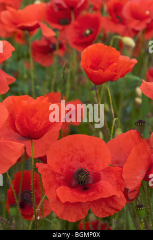 Champ de coquelicots près de Wylye Wiltshire prise en Juin Banque D'Images