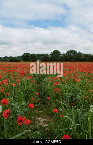 Champ de coquelicots avec sentier à travers près de Wylye Wiltshire prise en Juin Banque D'Images