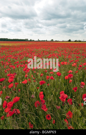 Champ de coquelicots près de Foxton Cambridge prise en Juin Banque D'Images