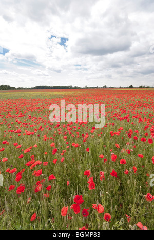 Champ de coquelicots près de Foxton Cambridge prise en Juin Banque D'Images