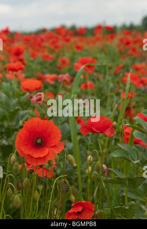 Champ de coquelicots près de Wylye Wiltshire prise en Juin Banque D'Images