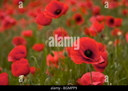 Champ de coquelicots près de Foxton Cambridge prise en Juin Banque D'Images