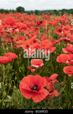 Champ de coquelicots près de Wylye Wiltshire prise en Juin Banque D'Images