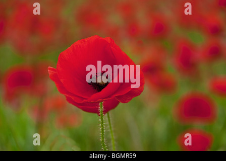 Coquelicot dans un champ près de Foxton Cambridge prise en Juin Banque D'Images