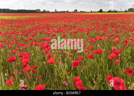 Champ de coquelicots près de Foxton Cambridge prise en Juin Banque D'Images