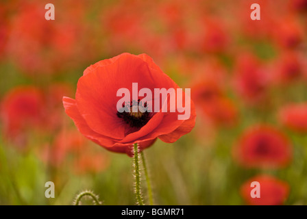 Coquelicot dans un champ près de Foxton Cambridge prise en Juin Banque D'Images